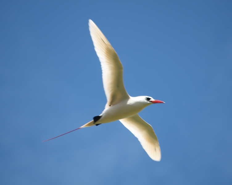 tropicbird